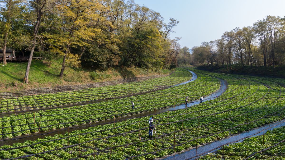Matsumoto - wasabi farm