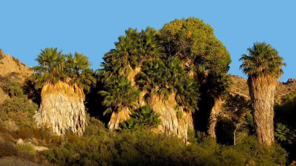 Joshua Tree Nemzeti Park 