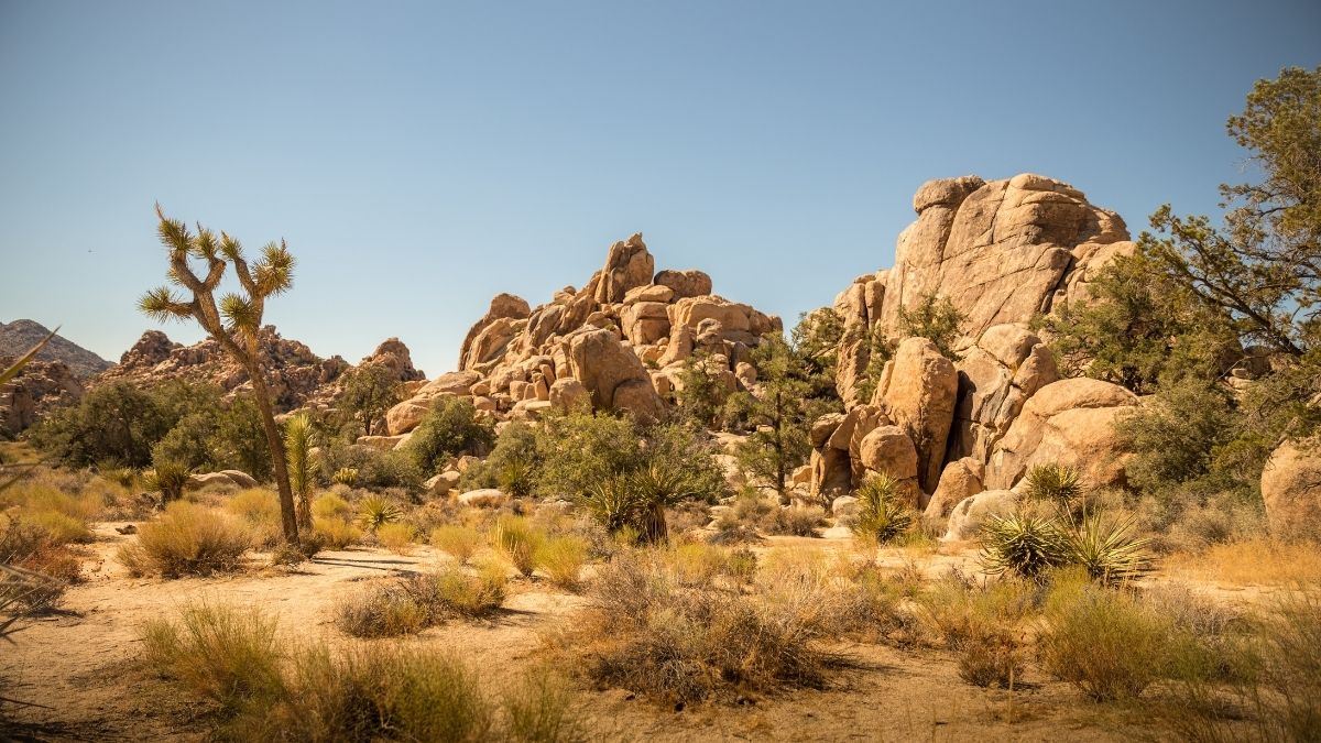 Joshua Tree Nemzeti Park 