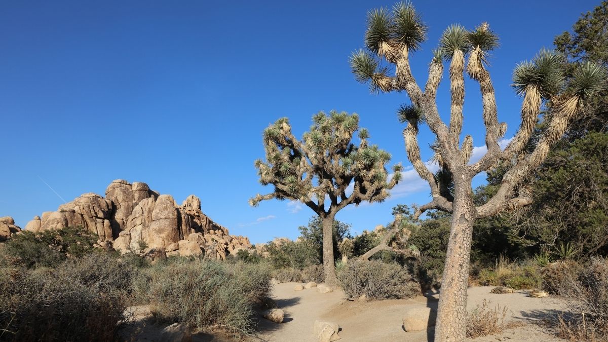 Joshua Tree Nemzeti Park 