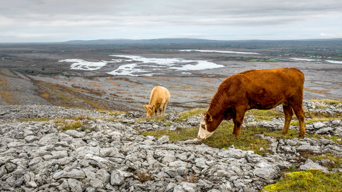 Burren Nemzeti Park