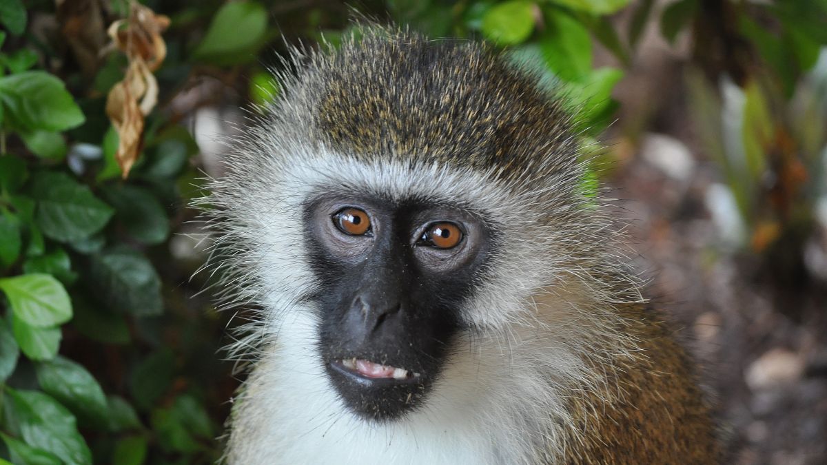 Amboseli Nemzeti Park