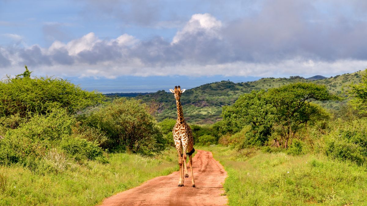 Tsavo Keleti Nemzeti Park