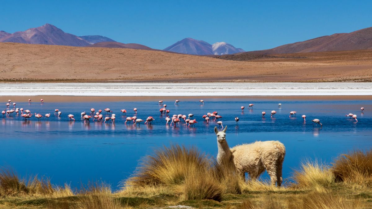 Altiplano