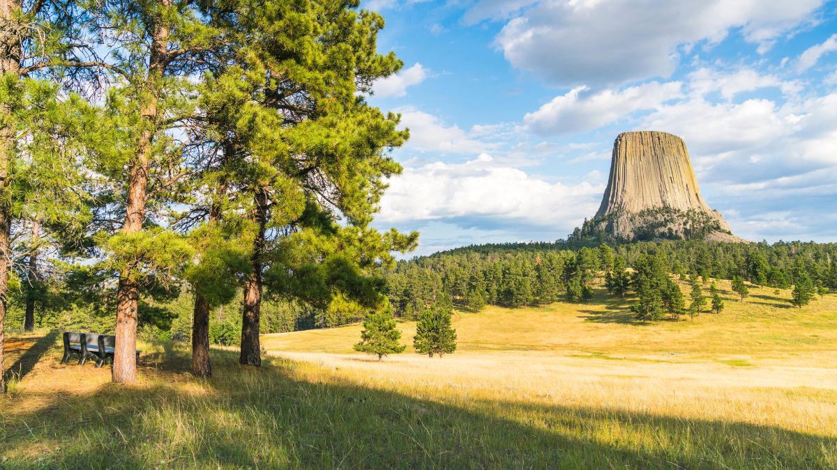 Bighorn - Devils Tower