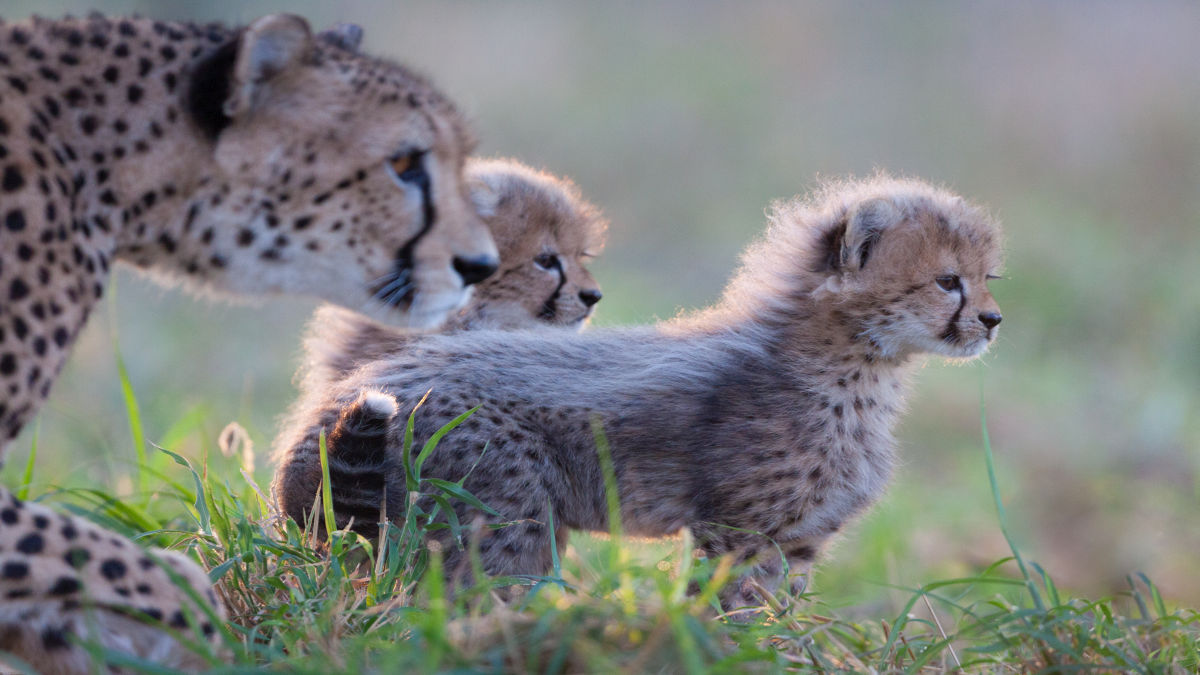 Kruger Nemzeti Park