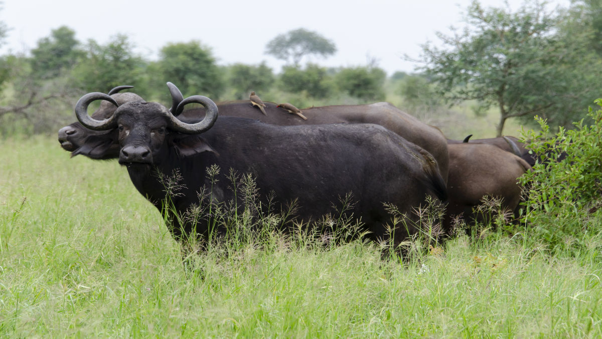 Kruger Nemzeti Park