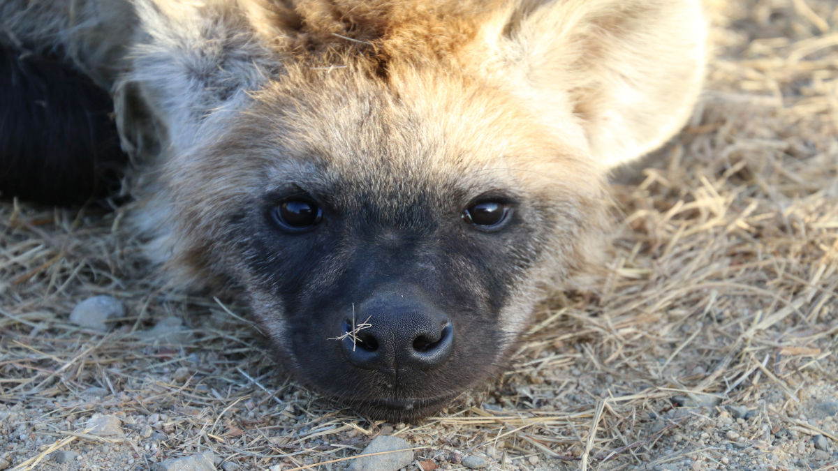 Kruger Nemzeti Park