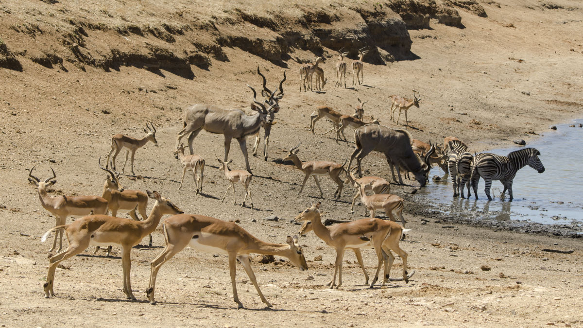 Kruger Nemzeti Park