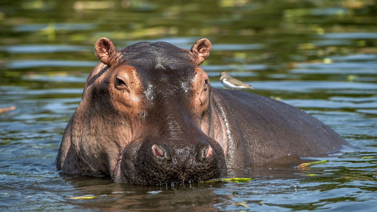 Kruger Nemzeti Park