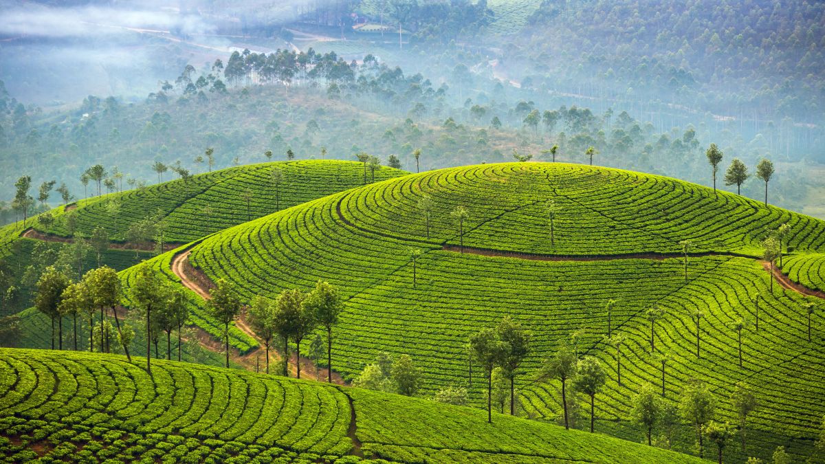 Munnar teaültetvényei