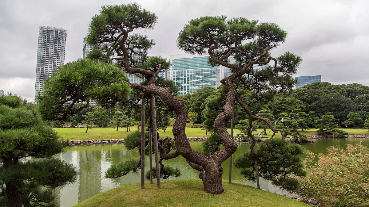 Hamarikyu park