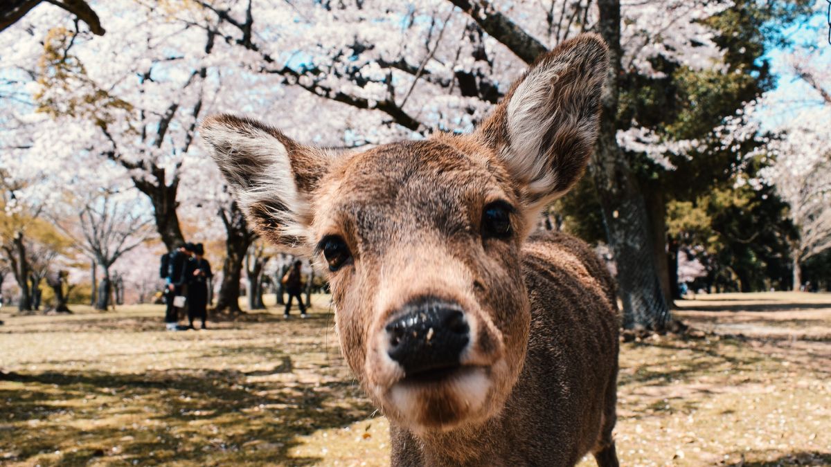 Nara park