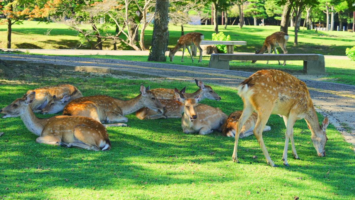 Nara park