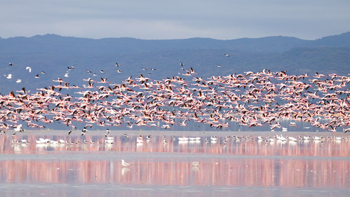 Lake Manyara Nemzeti Park