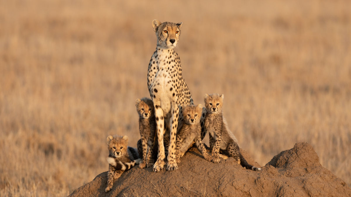 Kruger Nemzeti Park