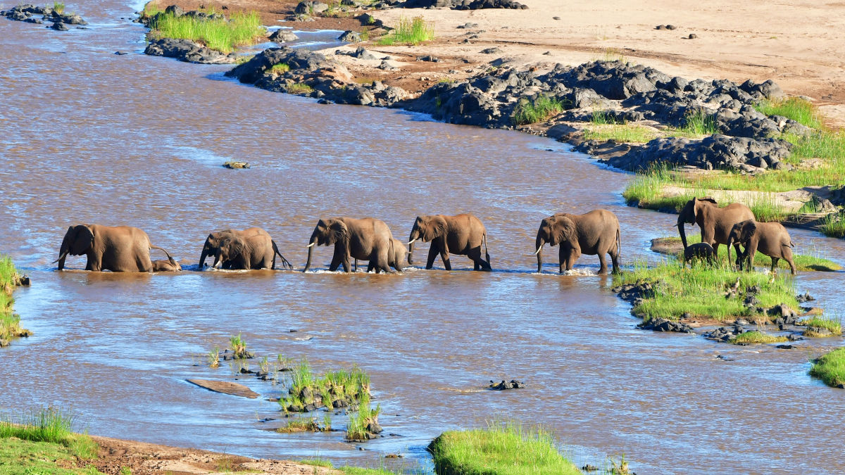 Kruger Nemzeti Park