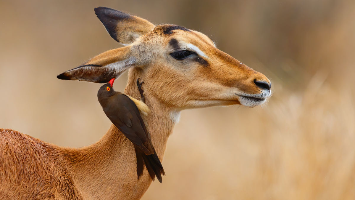 Kruger Nemzeti Park