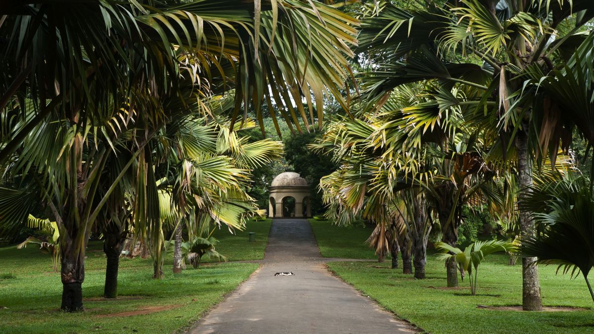 Peradeniya - Királyi Botanikus