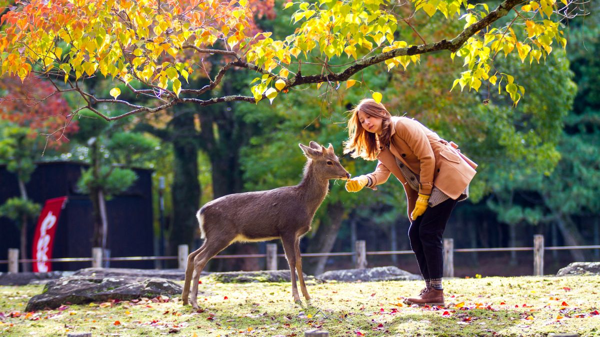 Nara park