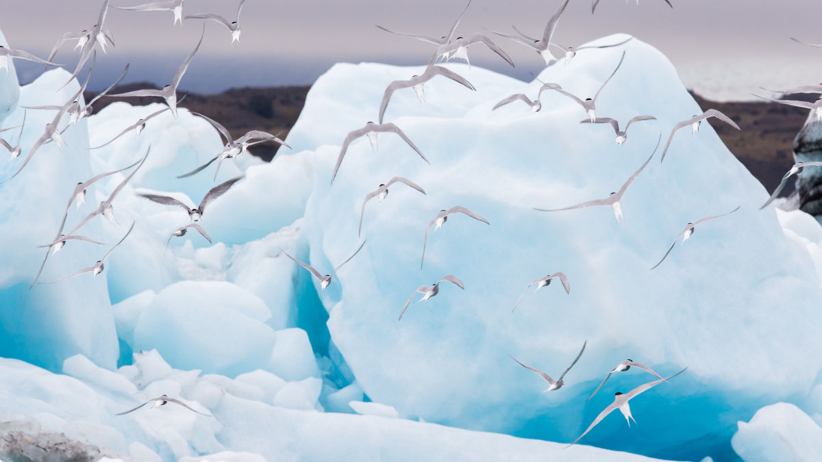 Jokulsarlon gleccser