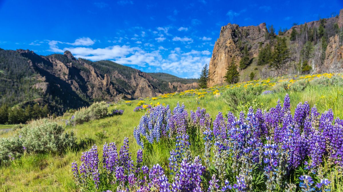 Yellowstone Nemzeti Park