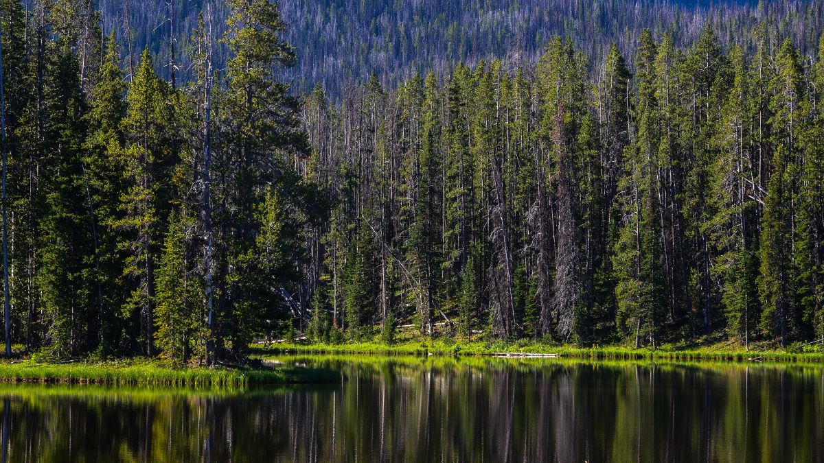 Yellowstone Nemzeti Park