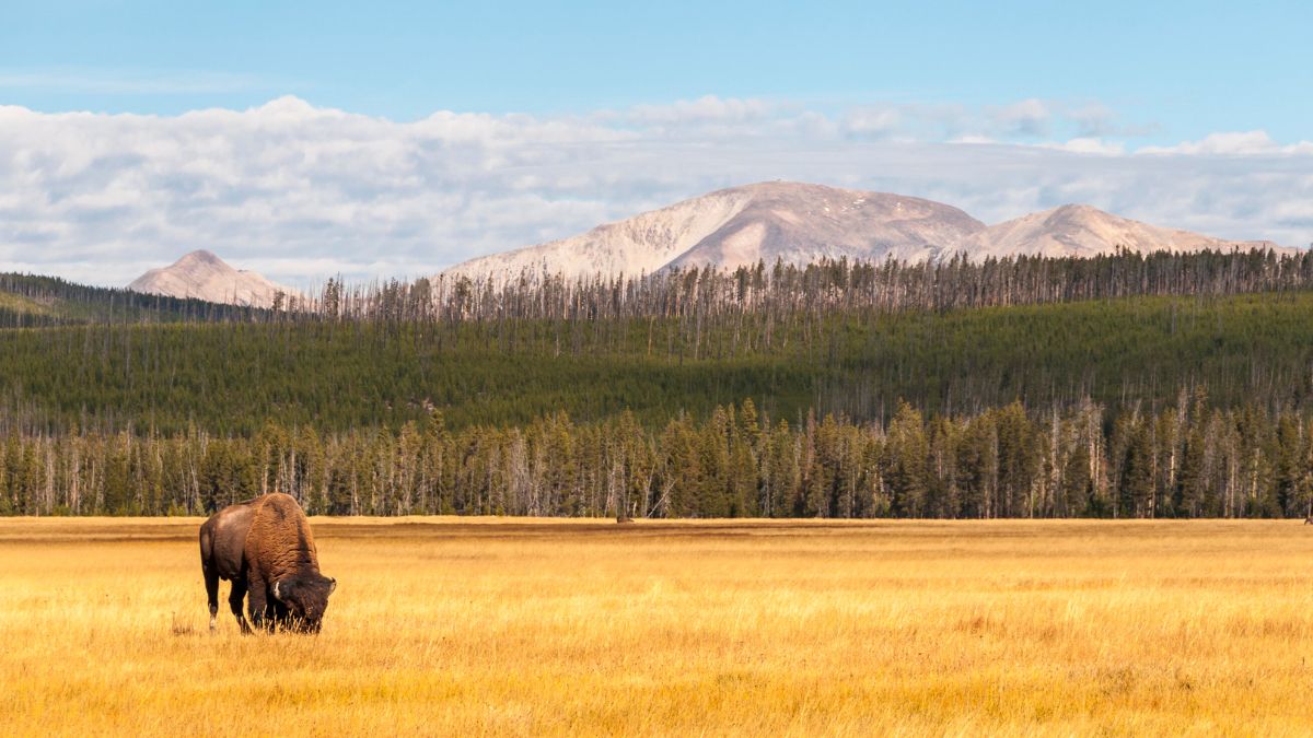 Yellowstone Nemzeti Park