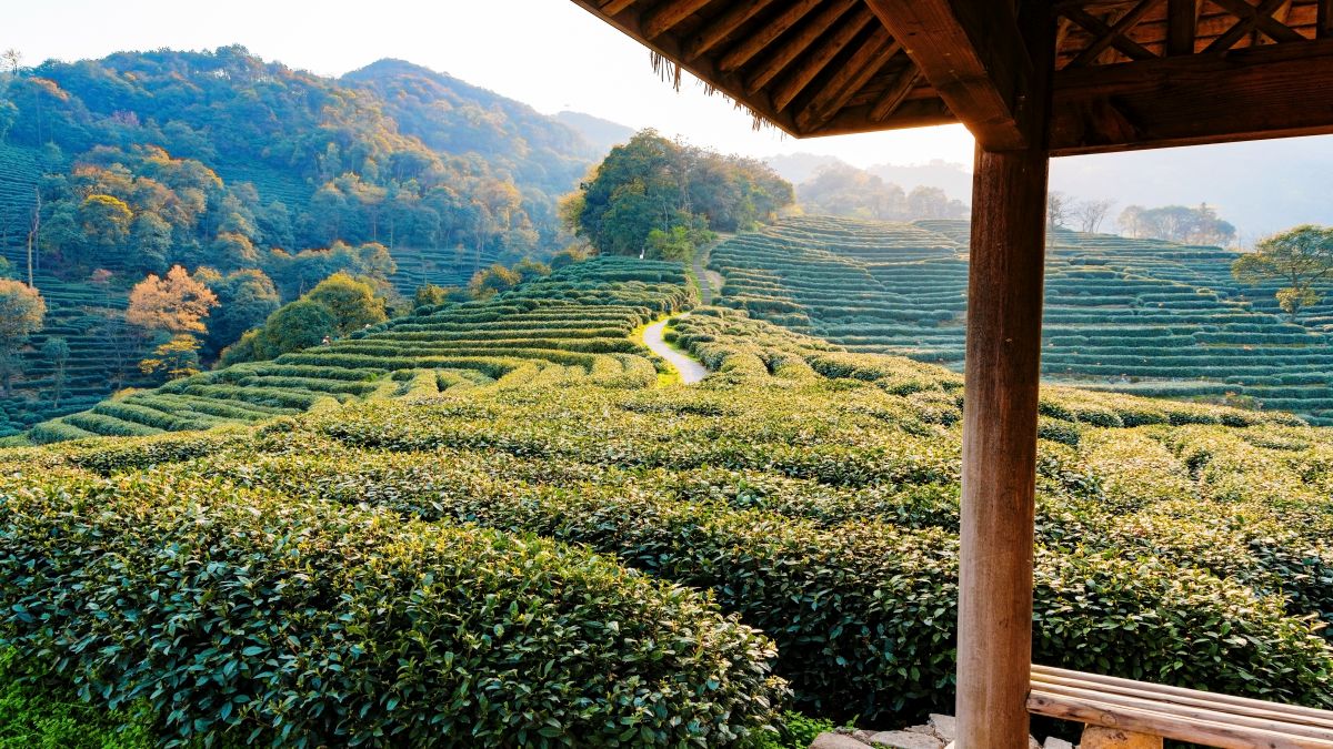 Longjing - teaültetvény