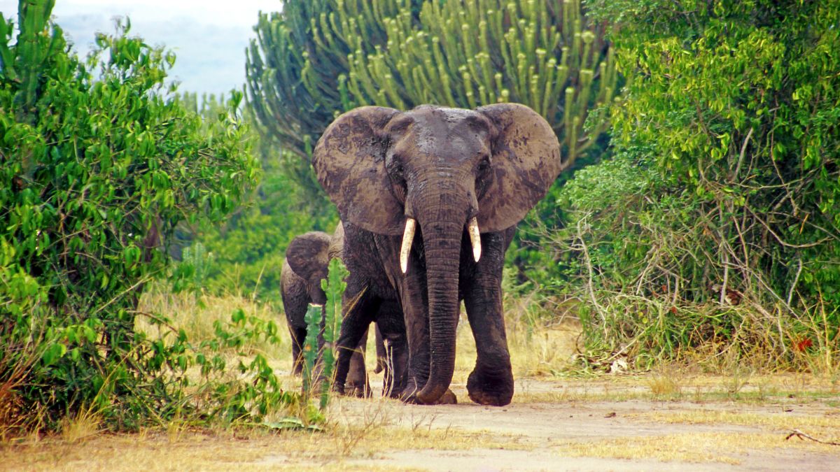 Bwindi Nemzeti Park