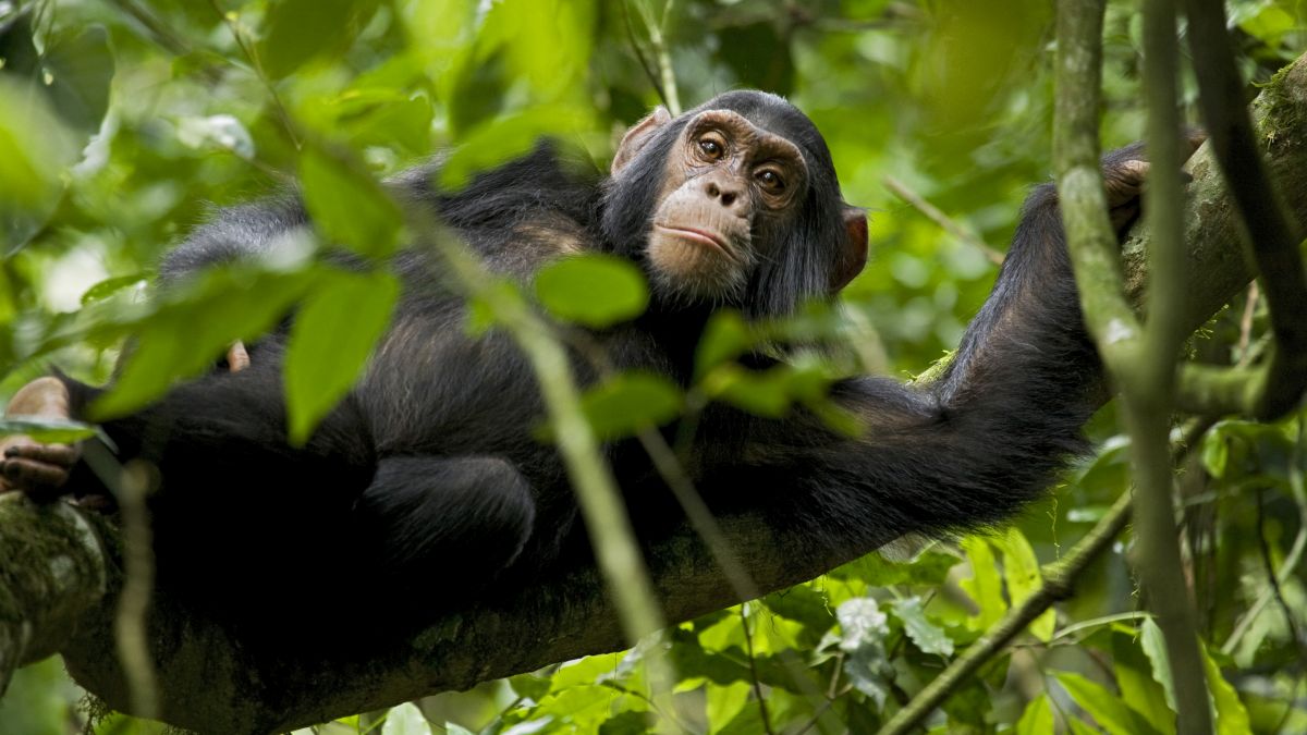 Kibale Nemzeti Park