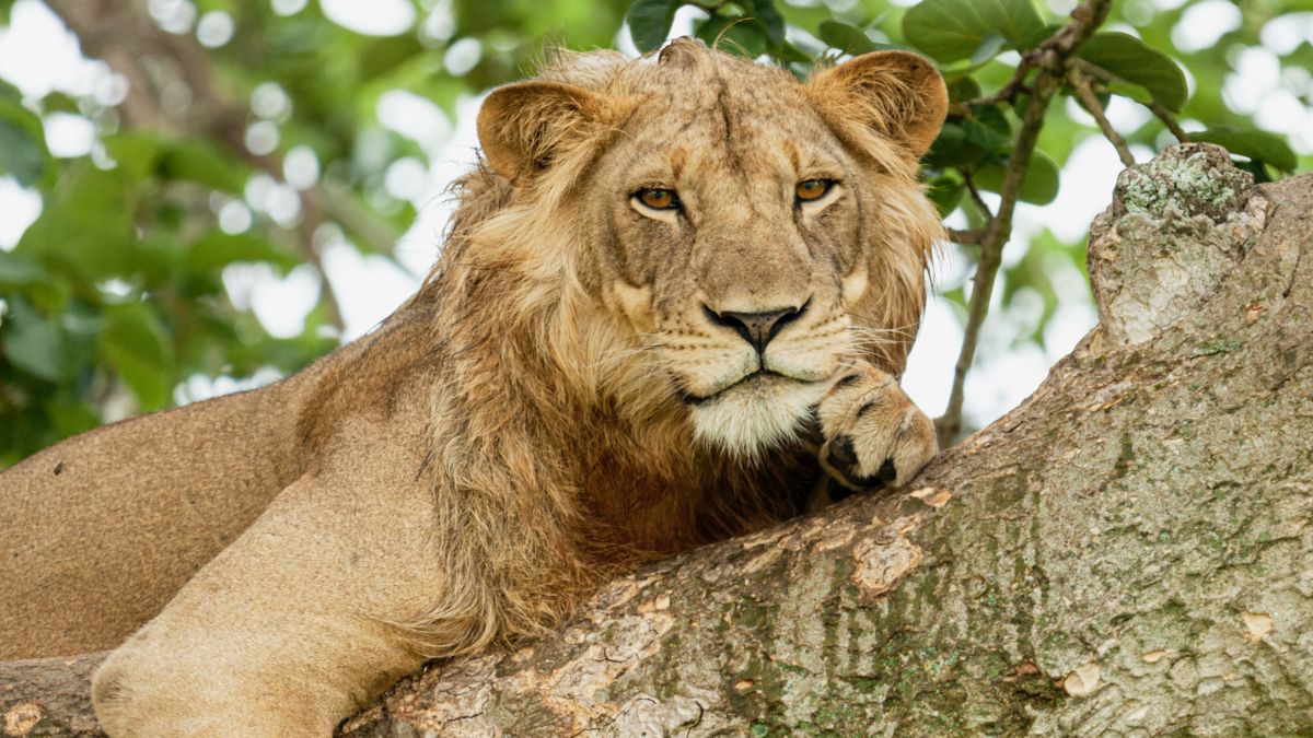 Queen Elizabeth Nemzeti Park