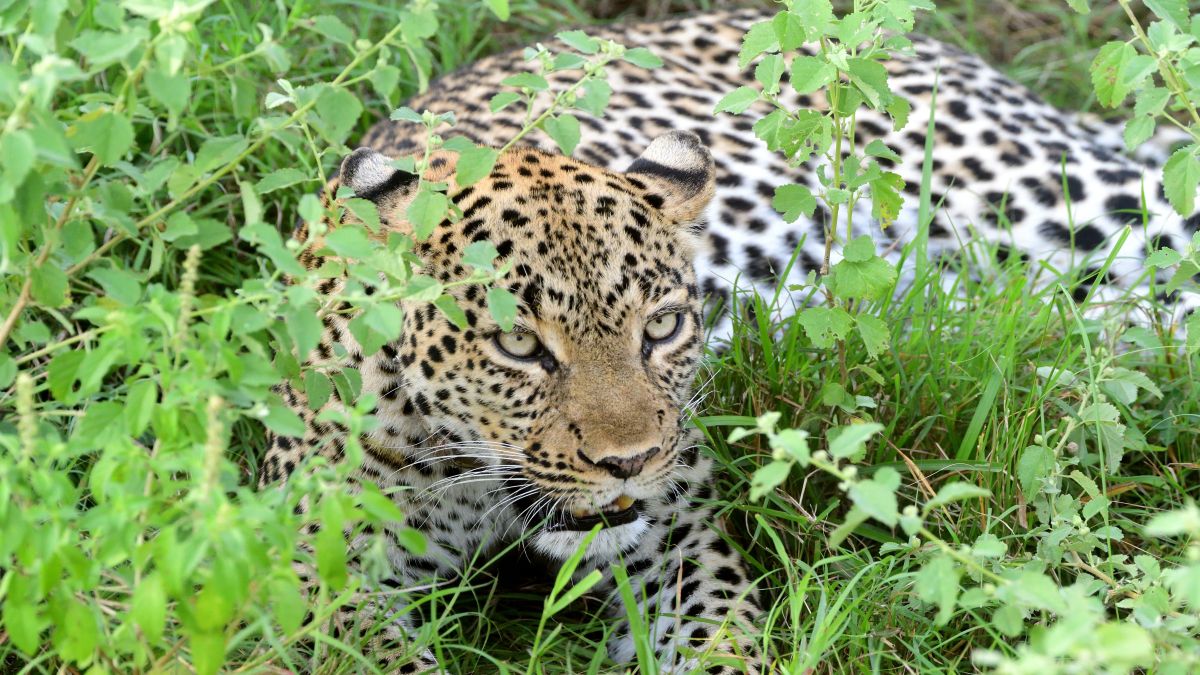 Queen Elizabeth Nemzeti Park