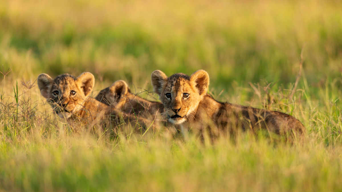 Amboseli Nemzeti Park