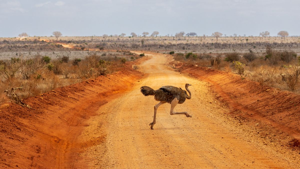 Tsavo Keleti Nemzeti Park