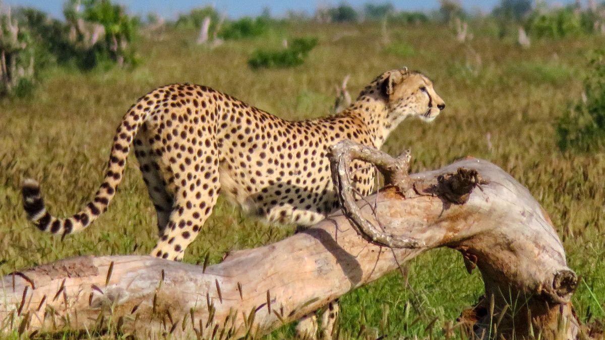 Tsavo Keleti Nemzeti Park