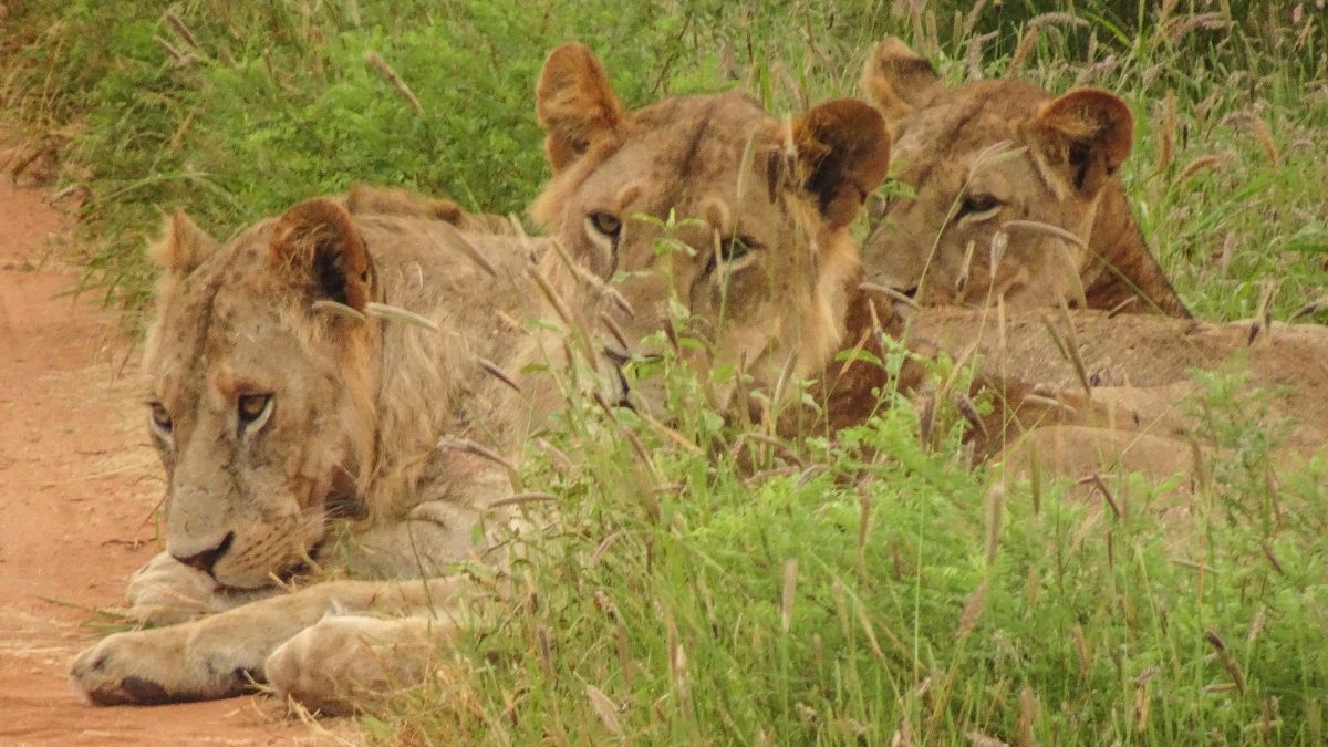 Tsavo Keleti Nemzeti Park