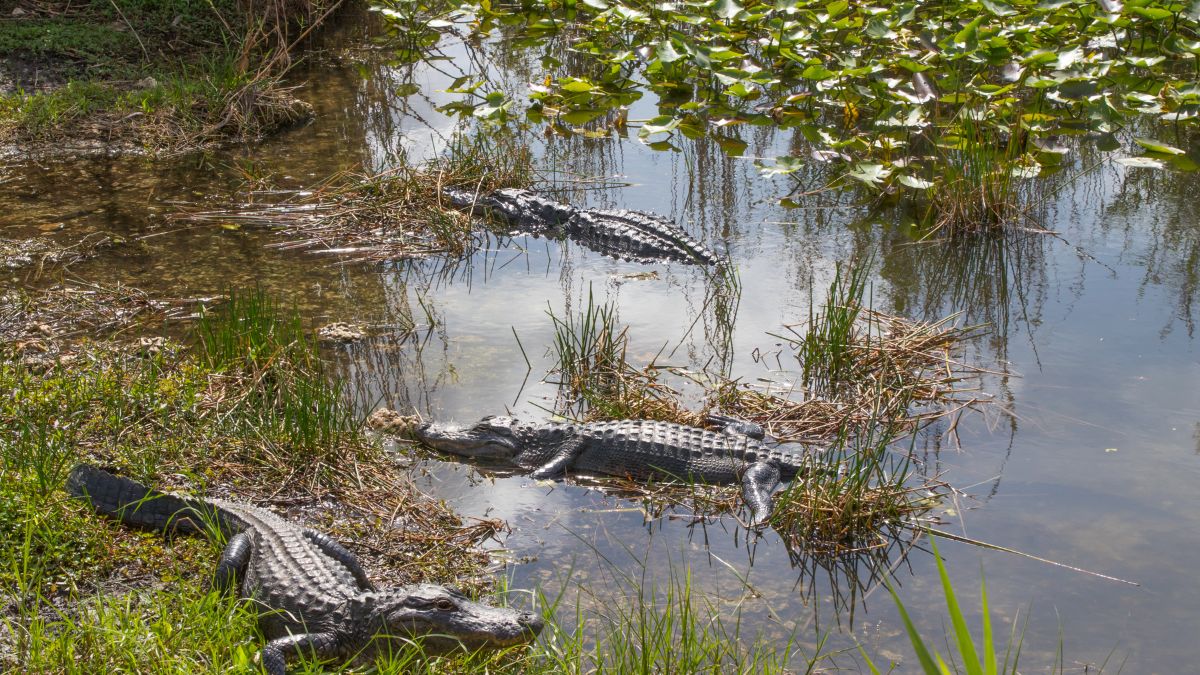 Everglades Nemzeti Park