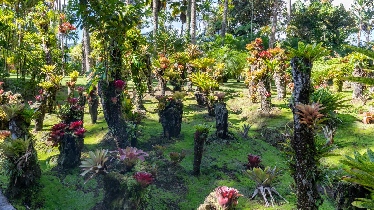 Jardin de Balata