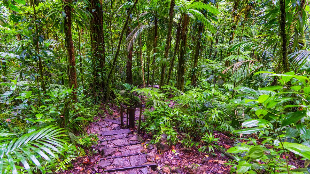 Guadeloupe Nemzeti Park