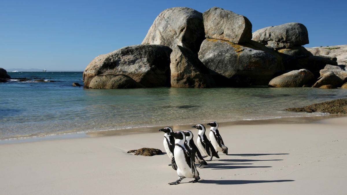 Boulders Beach pingvinkolónia