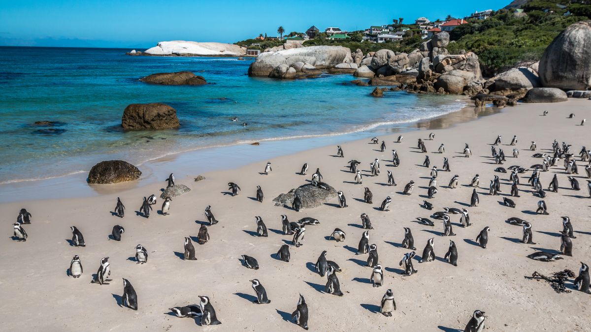 Boulders Beach pingvinkolónia