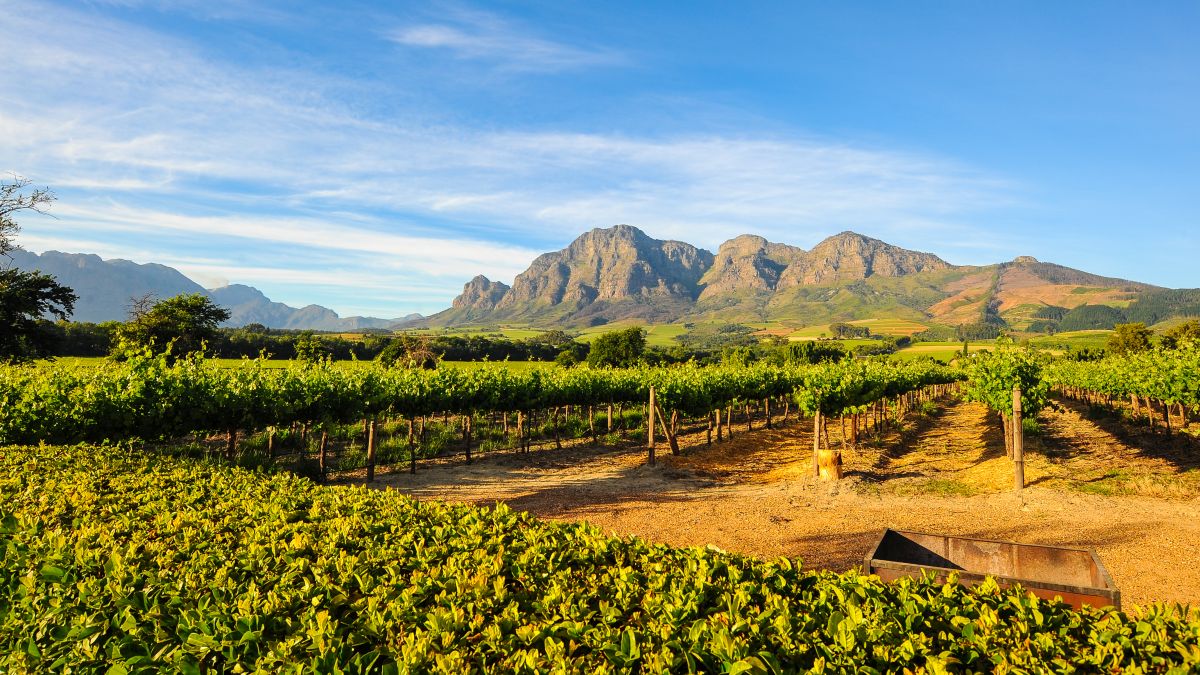 Stellenbosch