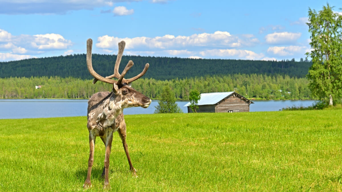 Nyári kalandok Lappföldön | Finnország utazás | OTP Travel Utazási Iroda