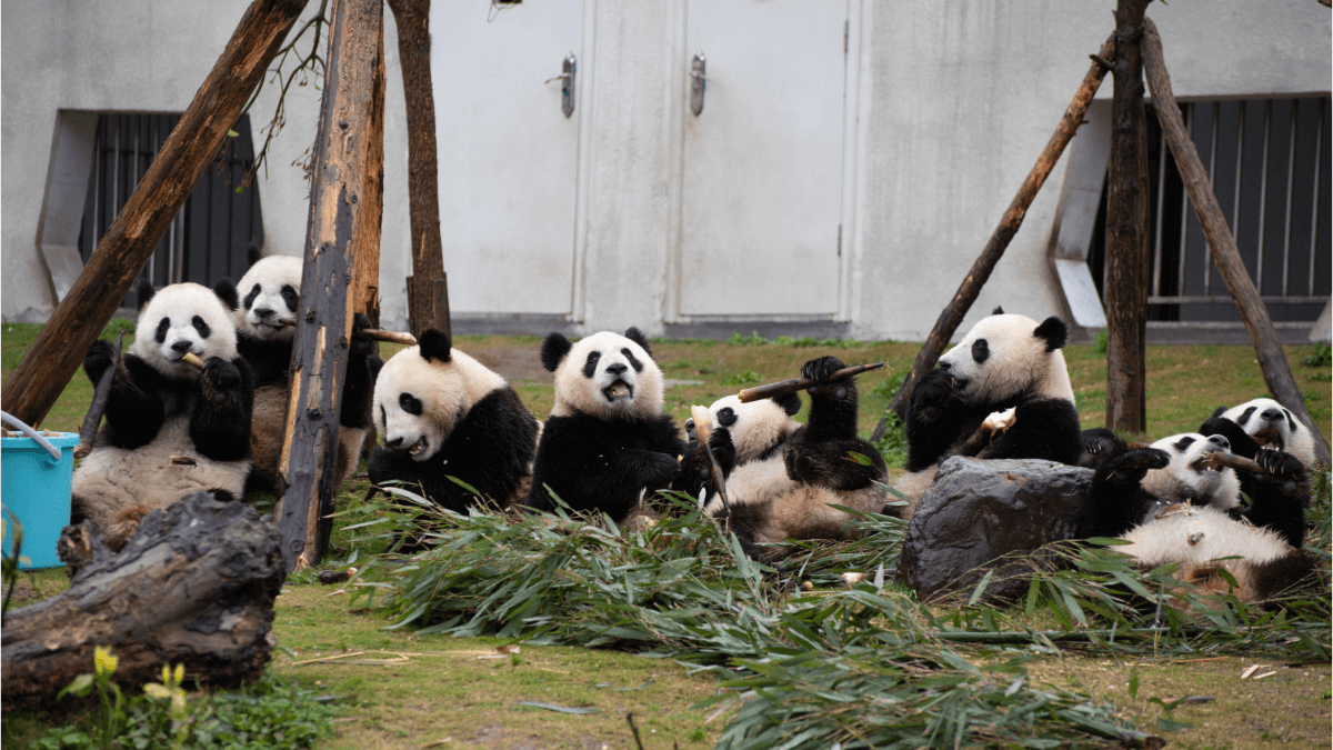 Chengdu, az óriáspandák paradicsoma - OTP Travel Utazási iroda