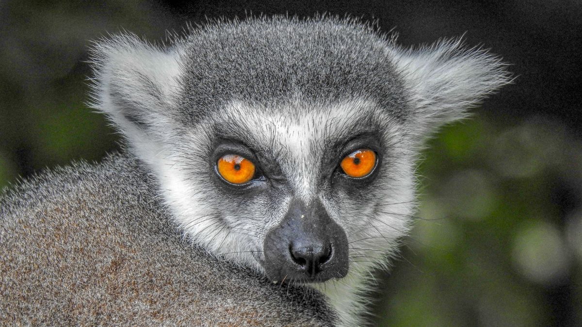 Madagaszkár maki, lemur - OTP Travel Utazási Iroda